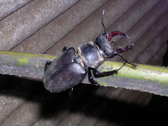 Lucanus cervus